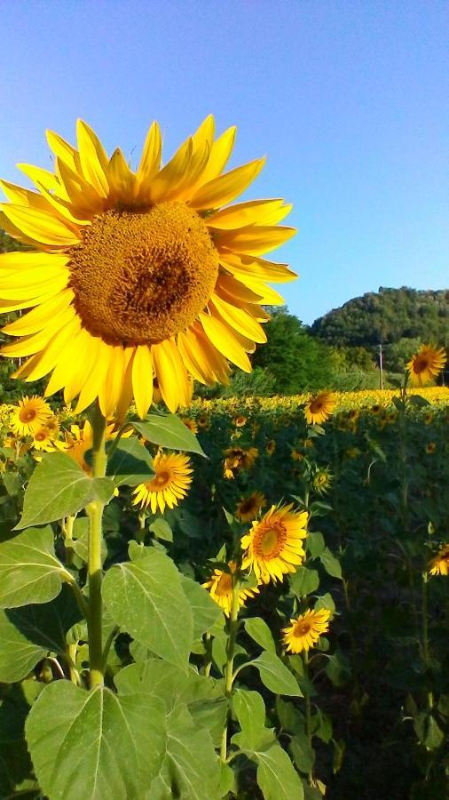 Podere Pian Dei Gelsi ヴォルテッラ エクステリア 写真